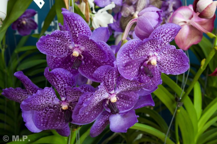 Palmengarten_Orchideenschau_17.03.2016_048.jpg
