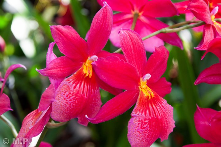 Palmengarten_Orchideenschau_17.03.2016_049.jpg