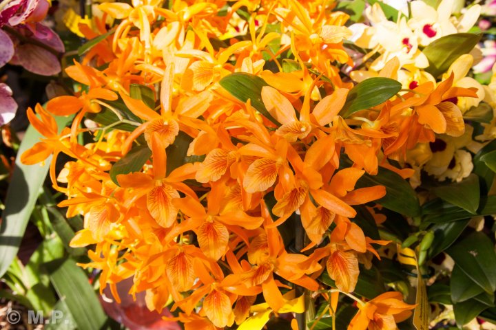 Palmengarten_Orchideenschau_17.03.2016_050.jpg