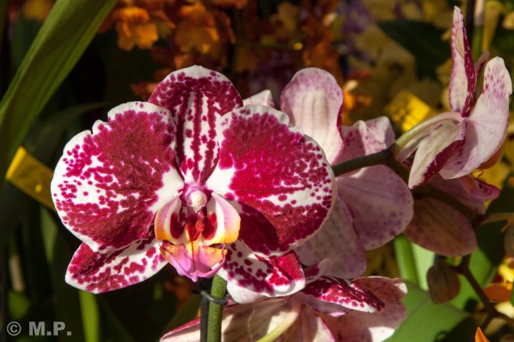 Palmengarten_Orchideenschau_17.03.2016_051.jpg