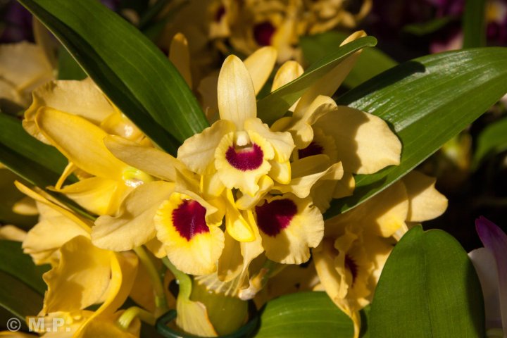 Palmengarten_Orchideenschau_17.03.2016_052.jpg