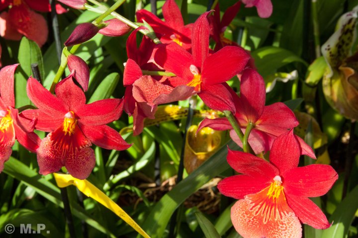 Palmengarten_Orchideenschau_17.03.2016_053.jpg