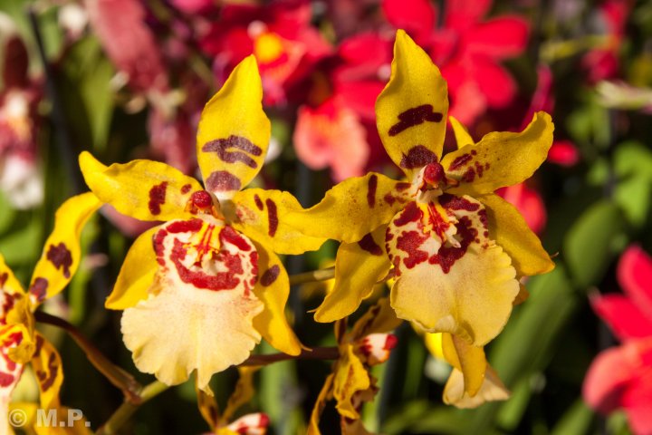Palmengarten_Orchideenschau_17.03.2016_054.jpg