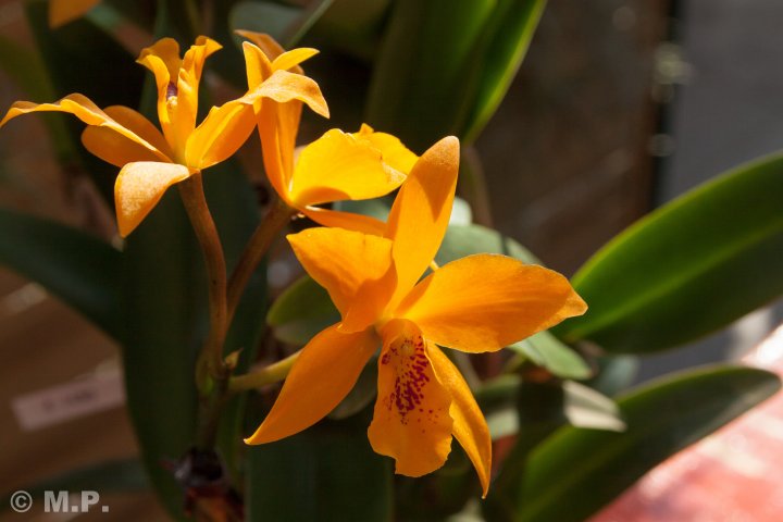 Palmengarten_Orchideenschau_17.03.2016_055.jpg