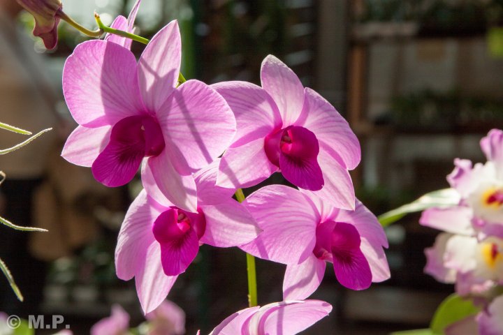 Palmengarten_Orchideenschau_17.03.2016_056.jpg