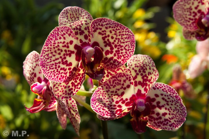 Palmengarten_Orchideenschau_17.03.2016_057.jpg