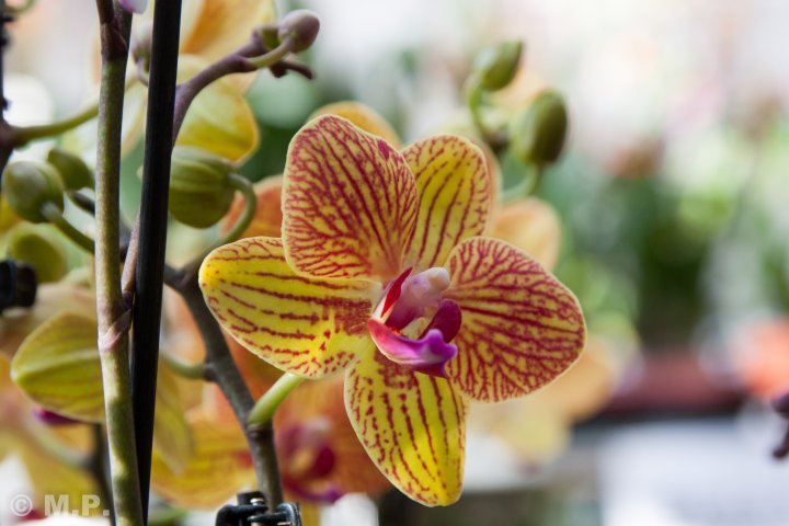 Palmengarten_Orchideenschau_17.03.2016_058.jpg