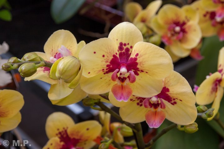 Palmengarten_Orchideenschau_17.03.2016_059.jpg