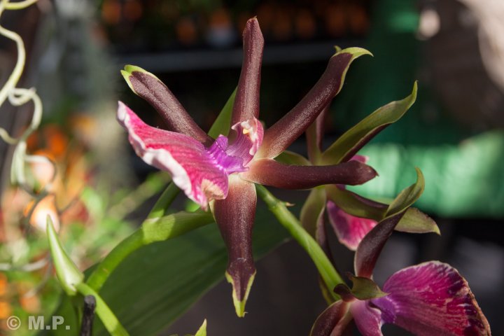 Palmengarten_Orchideenschau_17.03.2016_060.jpg