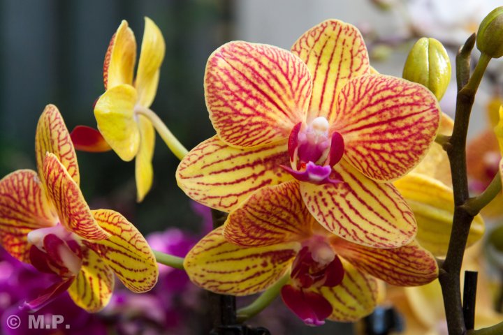 Palmengarten_Orchideenschau_17.03.2016_061.jpg