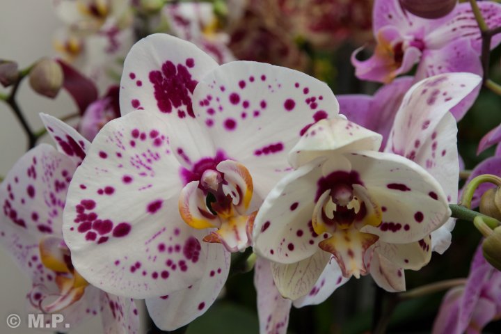 Palmengarten_Orchideenschau_17.03.2016_062.jpg