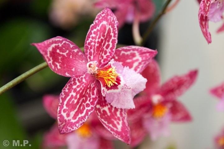 Palmengarten_Orchideenschau_17.03.2016_063.jpg