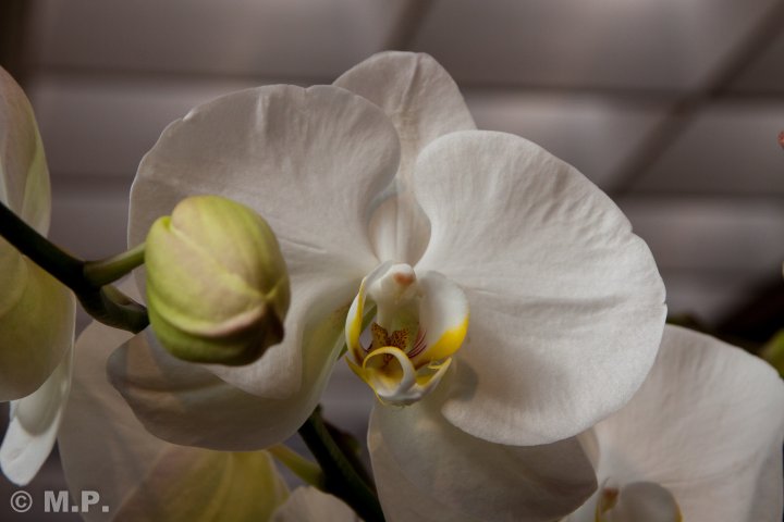 Palmengarten_Orchideenschau_17.03.2016_064.jpg