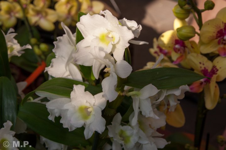 Palmengarten_Orchideenschau_17.03.2016_065.jpg
