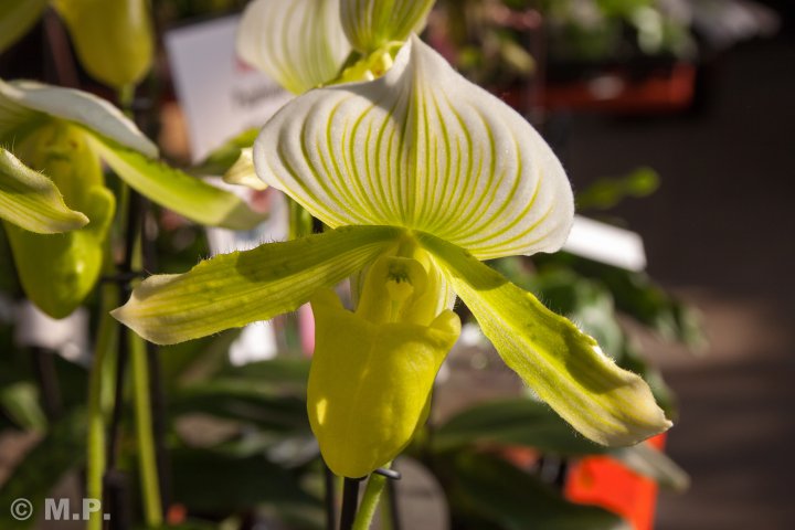Palmengarten_Orchideenschau_17.03.2016_066.jpg