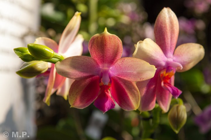 Palmengarten_Orchideenschau_17.03.2016_067.jpg