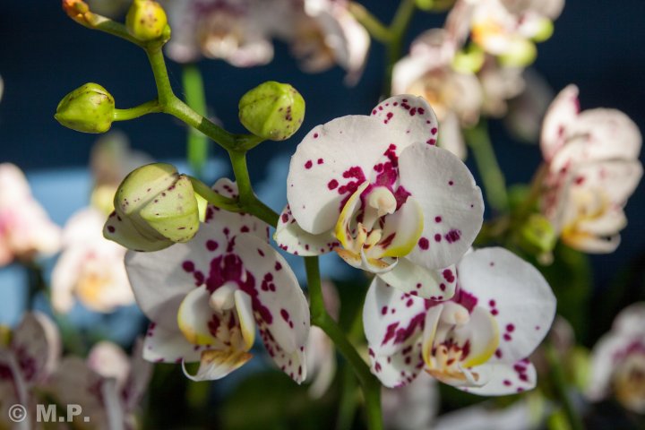 Palmengarten_Orchideenschau_17.03.2016_068.jpg