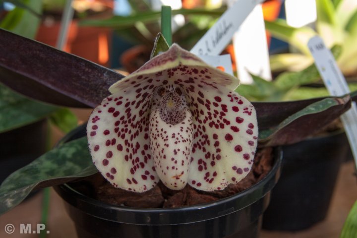 Palmengarten_Orchideenschau_17.03.2016_069.jpg