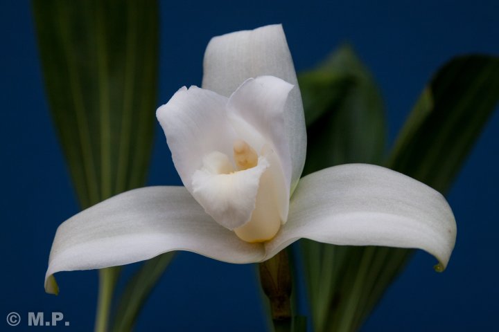 Palmengarten_Orchideenschau_17.03.2016_070.jpg