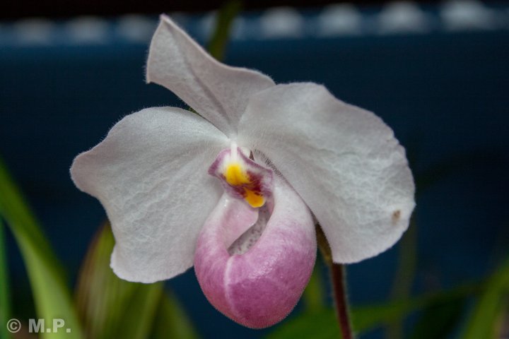 Palmengarten_Orchideenschau_17.03.2016_071.jpg