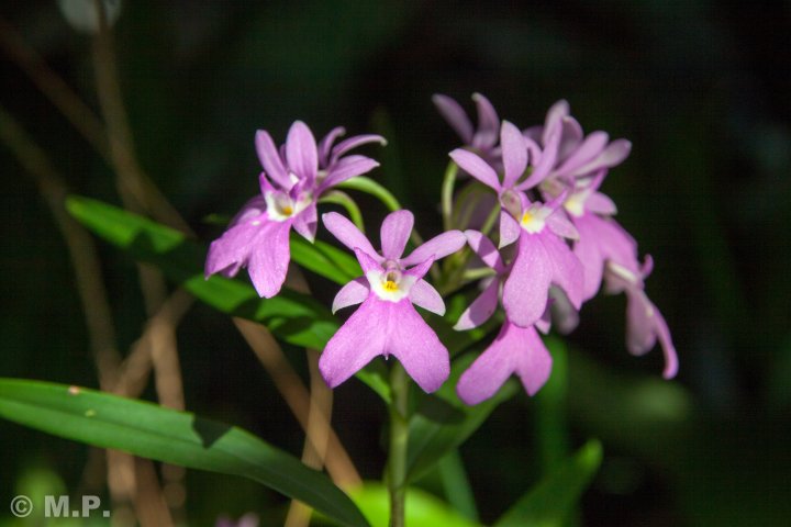 Palmengarten_Orchideenschau_17.03.2016_072.jpg