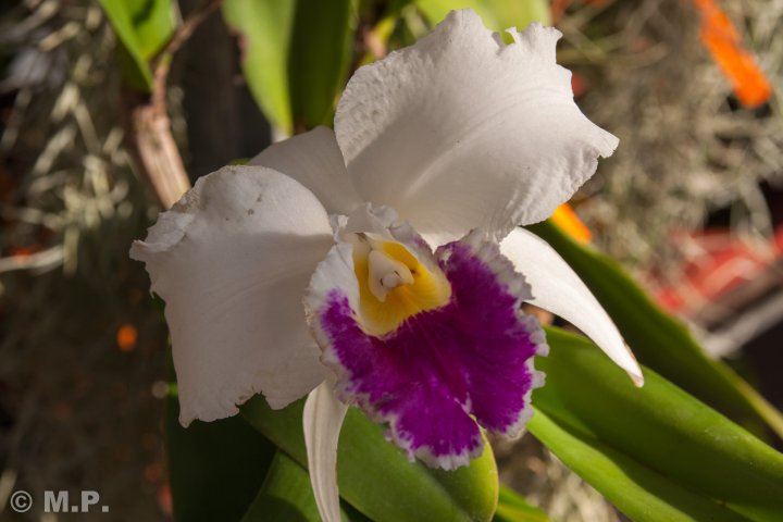 Palmengarten_Orchideenschau_17.03.2016_073.jpg