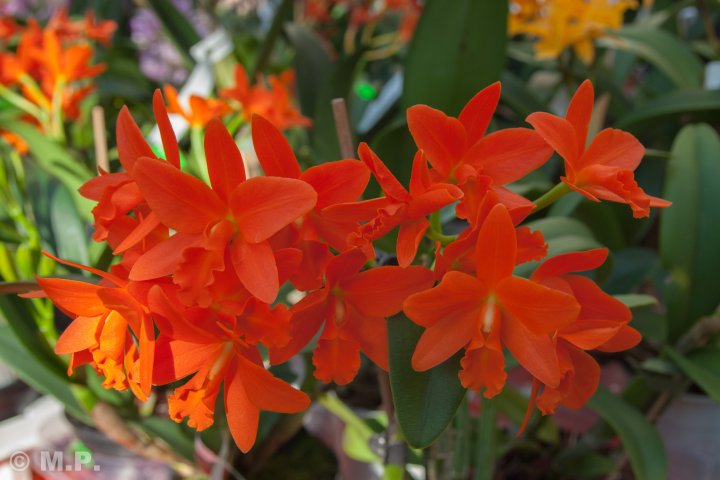 Palmengarten_Orchideenschau_17.03.2016_074.jpg