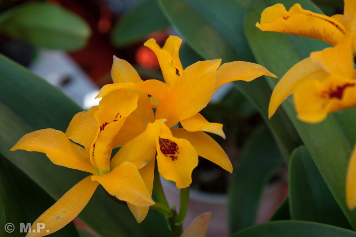 Palmengarten_Orchideenschau_17.03.2016_075.jpg
