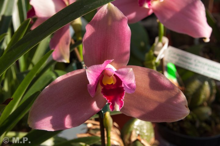 Palmengarten_Orchideenschau_17.03.2016_076.jpg
