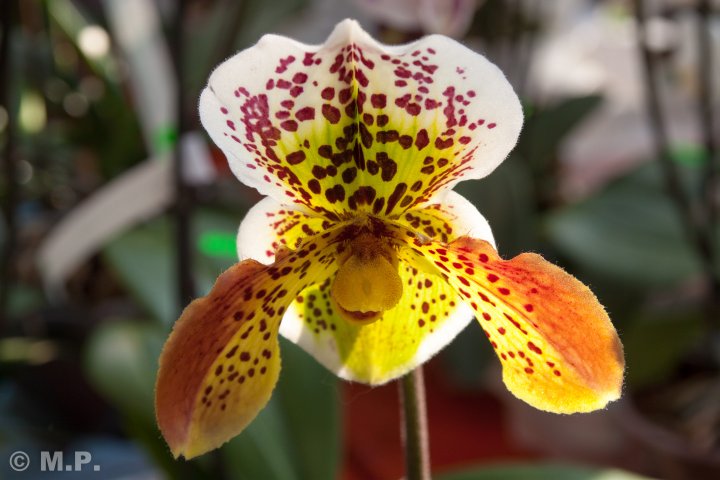Palmengarten_Orchideenschau_17.03.2016_077.jpg