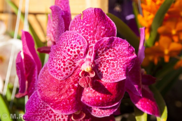 Palmengarten_Orchideenschau_17.03.2016_078.jpg