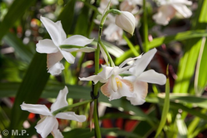 Palmengarten_Orchideenschau_17.03.2016_079.jpg
