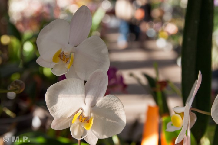 Palmengarten_Orchideenschau_17.03.2016_080.jpg
