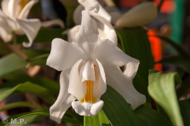 Palmengarten_Orchideenschau_17.03.2016_081.jpg