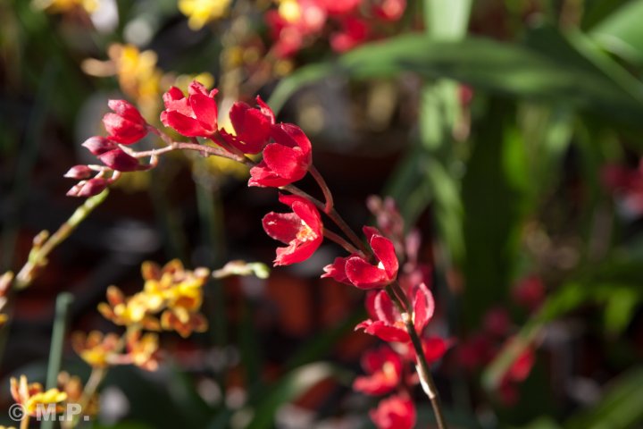 Palmengarten_Orchideenschau_17.03.2016_082.jpg
