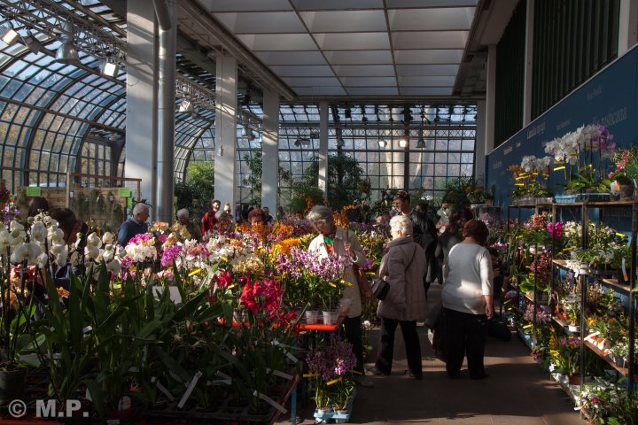 Palmengarten_Orchideenschau_17.03.2016_083.jpg
