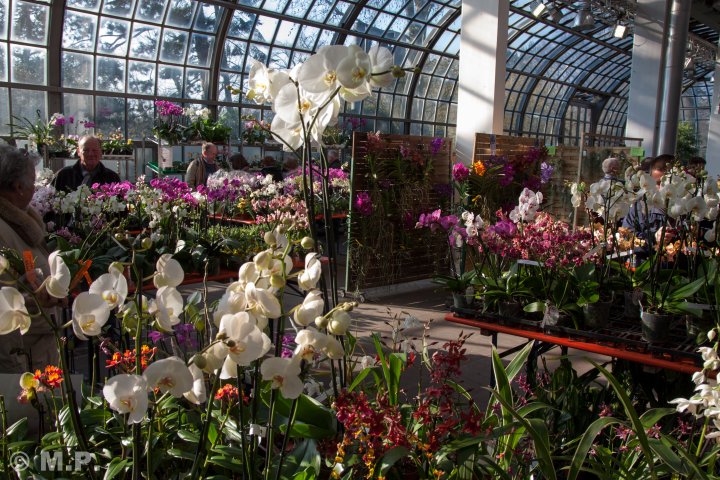 Palmengarten_Orchideenschau_17.03.2016_084.jpg
