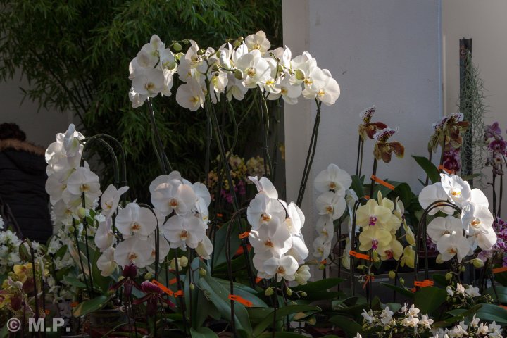Palmengarten_Orchideenschau_17.03.2016_085.jpg