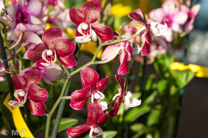 Palmengarten_Orchideenschau_17.03.2016_086.jpg