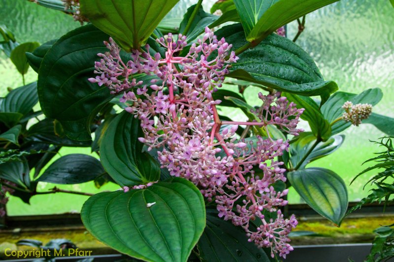 Wilhelma_03.06.2014_016.jpg