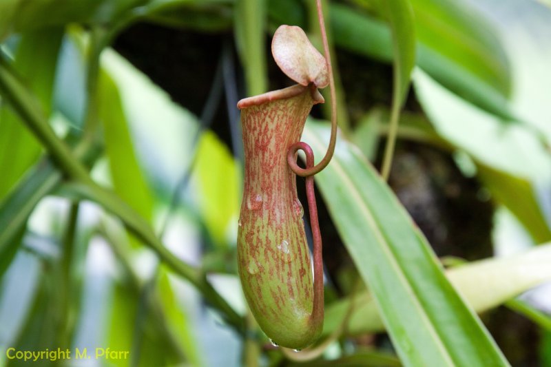Wilhelma_03.06.2014_017.jpg