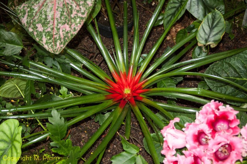Wilhelma_03.06.2014_022.jpg