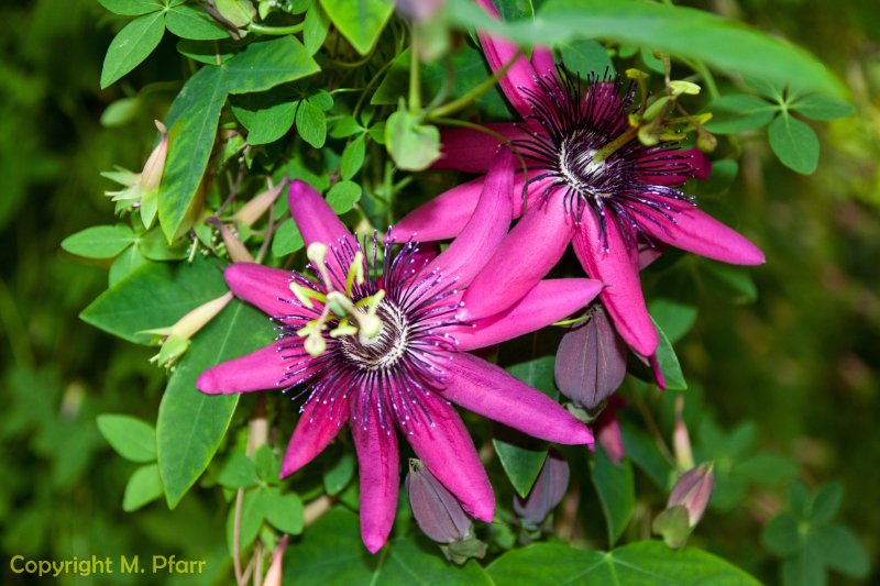 Wilhelma_03.06.2014_043.jpg
