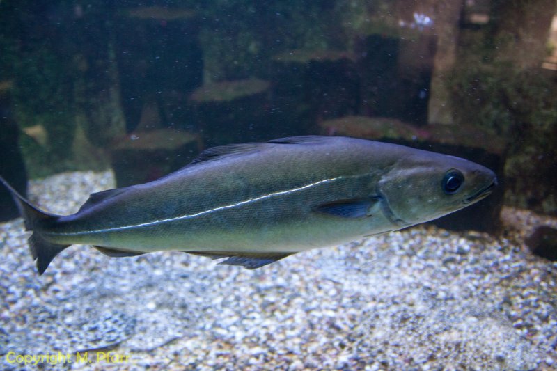Wilhelma_03.06.2014_069.jpg