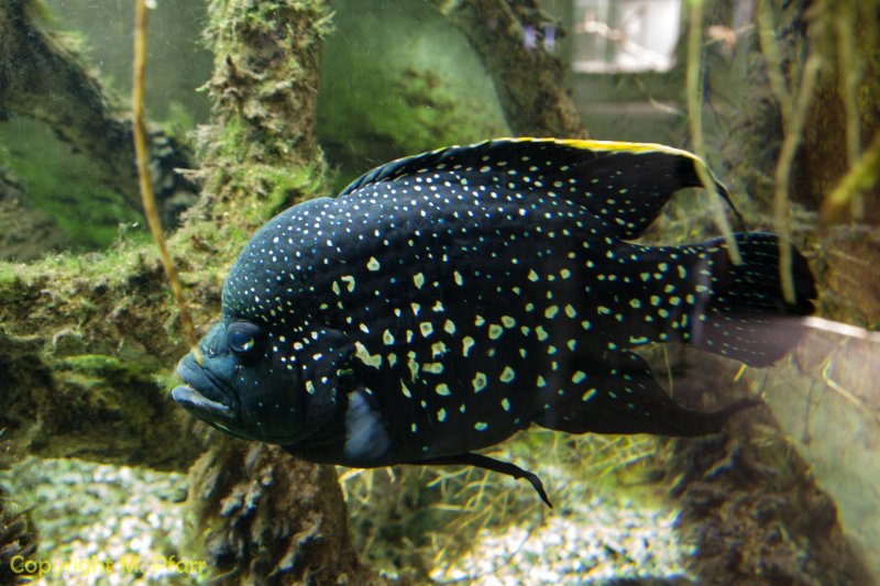 Wilhelma_03.06.2014_103.jpg