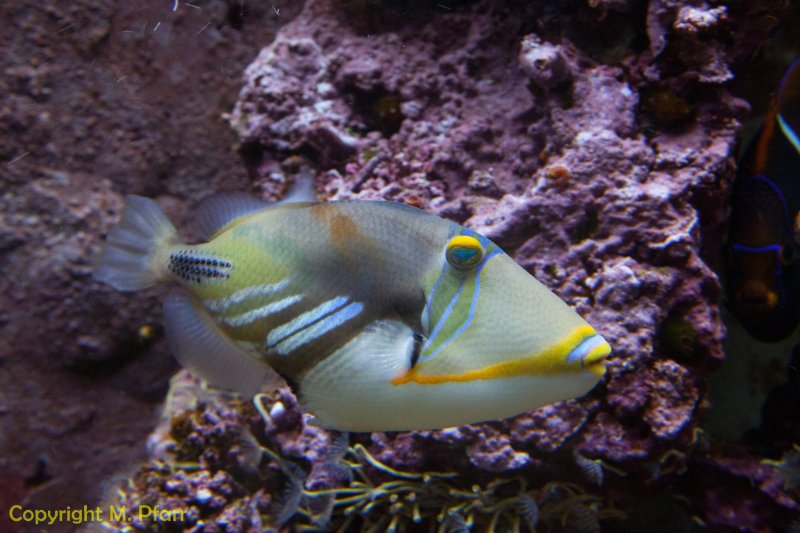 Wilhelma_03.06.2014_105.jpg
