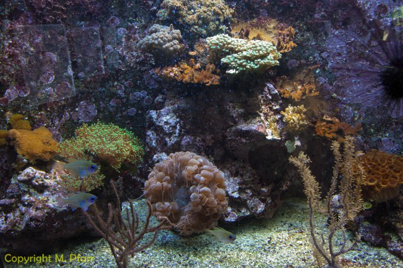 Wilhelma_03.06.2014_108.jpg