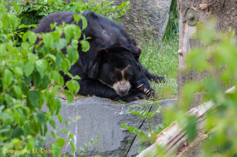 Wilhelma_03.06.2014_111.jpg