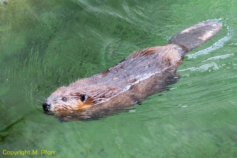 Wilhelma_03.06.2014_113.jpg