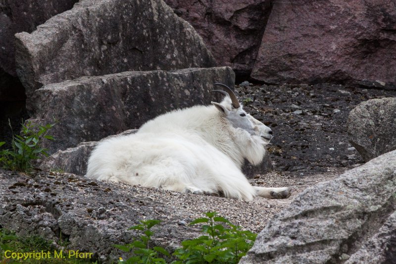 Wilhelma_03.06.2014_114.jpg